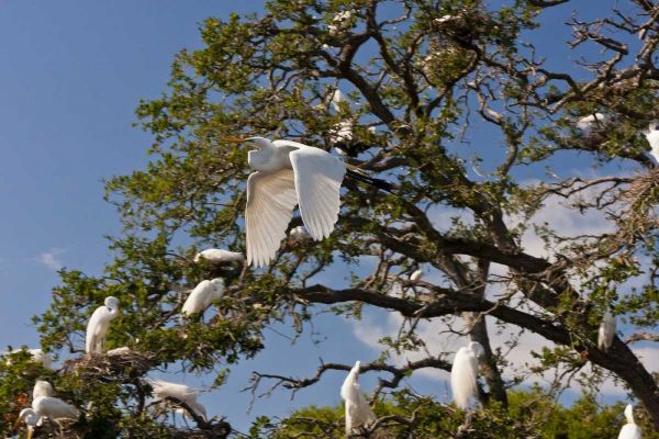 FL, Anastasia Isl Great egret flying by rookery